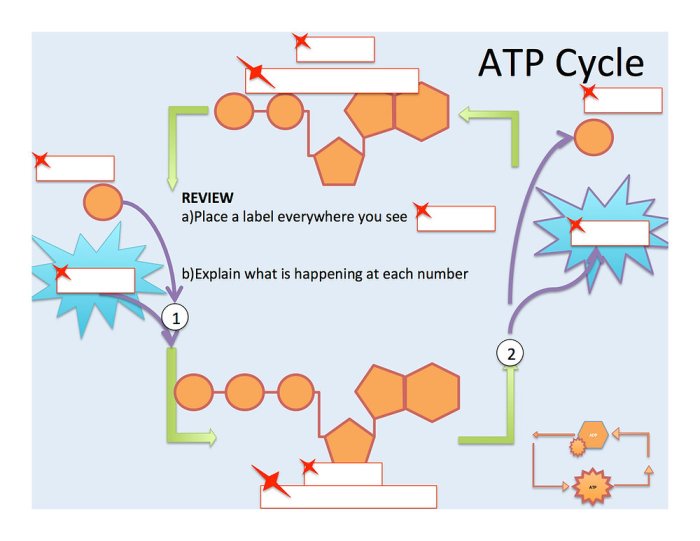 Atp activity worksheet answer key