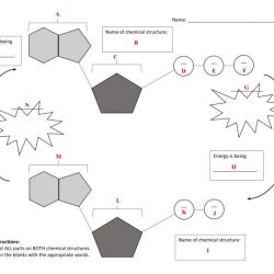 Atp activity worksheet answer key