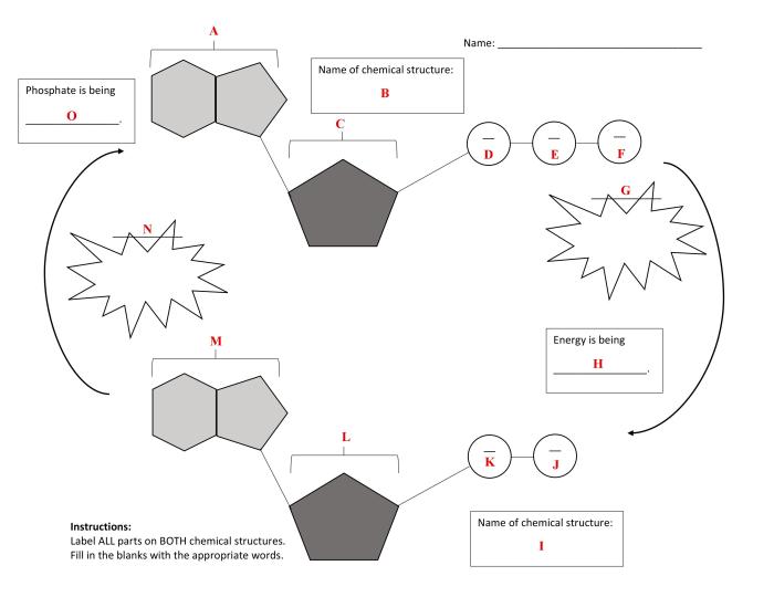 Atp activity worksheet answer key