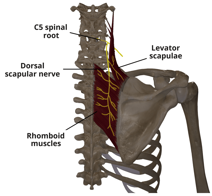 Dorsal scapular nerve entrapment test