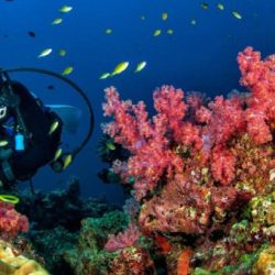 Diving scuba australia voodoo kurnell wales south source