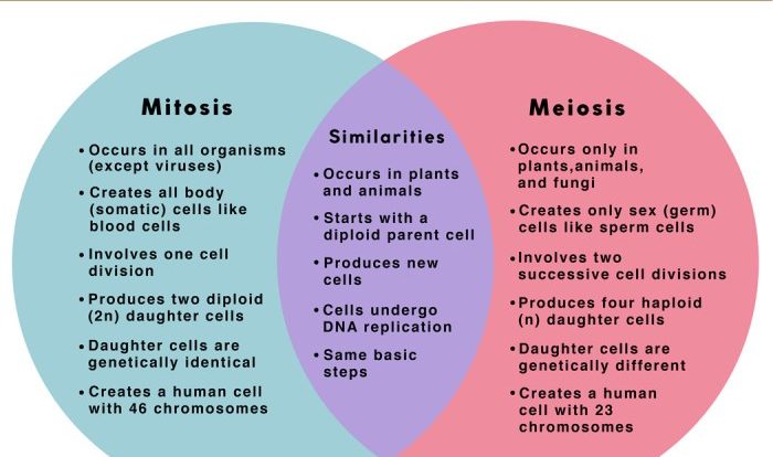 Mitosis vs meiosis worksheet pdf