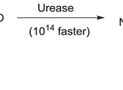 Urease urea christensen principle bacteria procedure universe84a fungi microbiology oxoid preparation pos