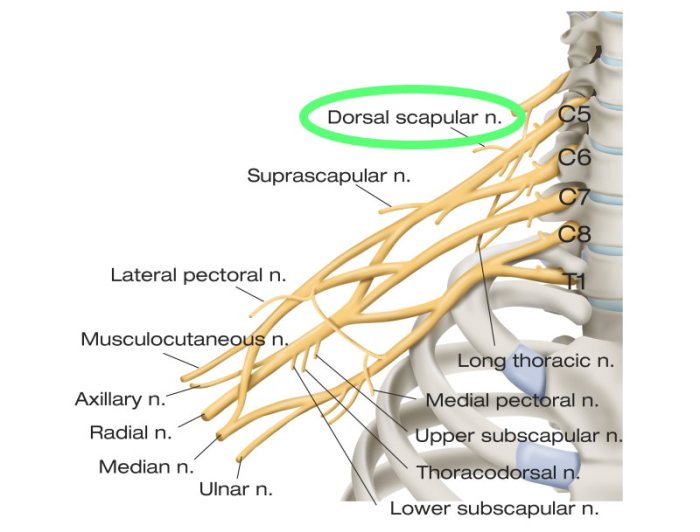 Nerve dorsal scapular entrapment