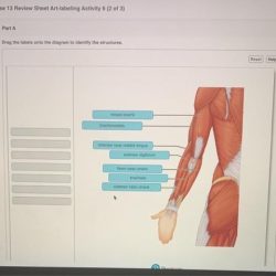 Onto drag tissues labeling classification bone transcribed