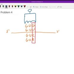 Table uac anticodon amino acid cac auc trna works life guu solved