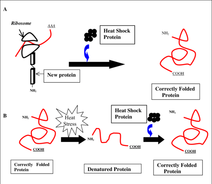 Select characteristics exhibited by exotoxins but not exhibited by endotoxins