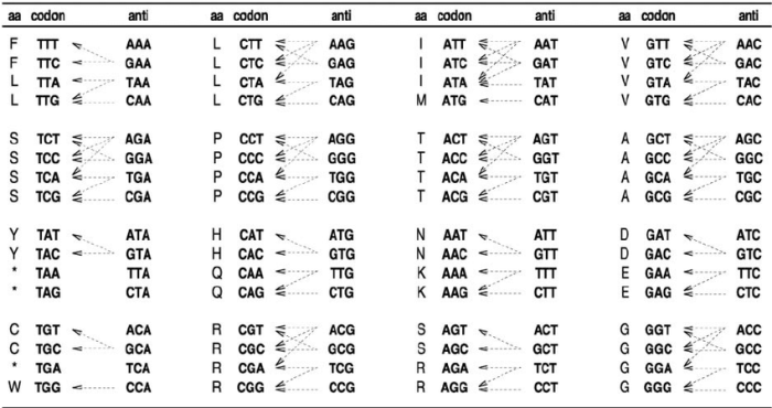 Refer to the table the anticodon for valine is