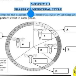 Stages of the human menstrual cycle lab answer key