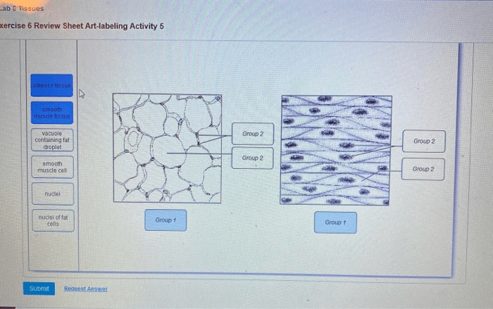 Exercise 6 review sheet art-labeling activity 3